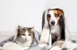 Yüzbinlerce evcil hayvana çip takıldı! O tarihe kadar yaptırmayanlara ceza gelecek