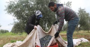 Ege Zeytin ve Zeytinyağı İhracatçıları Birliği Başkanı Davut Er, “AB üyesi ülkelerle rekabet edebilmemiz için destekler artırılmalı”…