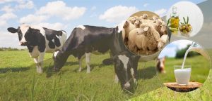 Bakan Kirişçi: 1,3 Milyar liralık Tarımsal Destek Ödemesi çiftçilerin hesaplarına aktarıldı…