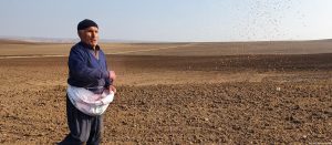 Küresel ısınma: Kuraklık gıda fiyatlarını artıracak…