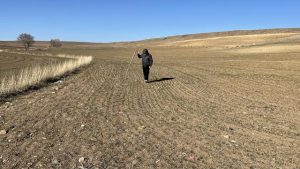 Orta Anadolu’daki kuraklık ekinin çimlenmesini geciktirdi…