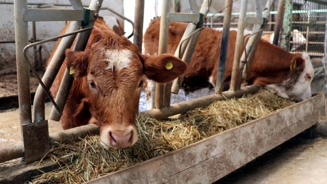‘Şap virüsü’ tedbirleri kapsamında büyükbaş hayvanlar aşılanacak