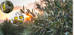 Gemlik zeytinine AB tescili