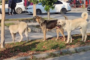Kocaeli Doğa ve Hayvan Dostları Derneği Başkanı Çelikkaya, “Sokak köpekleri konusu para ve personel ile çözülecek bir mesele değil”