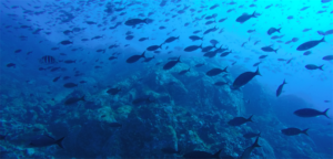 Türkiye’nin Deniz ve Tatlı Su Balıkları “Kırmızı Liste” ile korunacak