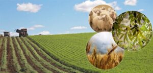 Dünden itibaren 237 Milyon 819 Bin TL Tutarında Ödeme üreticilerin hesaplarına aktarıldı