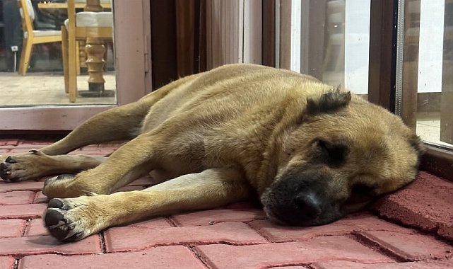 Haydiko’dan Elbistan’daki sahipsiz sokak hayvanlarına anlamlı destek