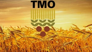 Bakan Yumaklı, “TMO hasat başlangıcından itibaren 5,7 Milyon ton hububat aldı”