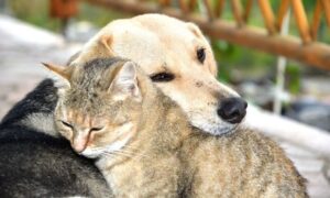 Hayvan Hakları Savunucuları, “Çözüm Uyutma değil, Kısırlaştırma!”