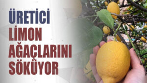 Üretici Limonu Yere Döküyor, Ağaçları Kesiyor!