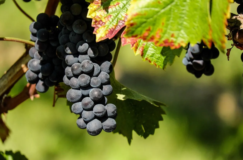 Resmen kansere karşı kalkan görevi görüyor.. Bu meyve mucizelerle dolu..