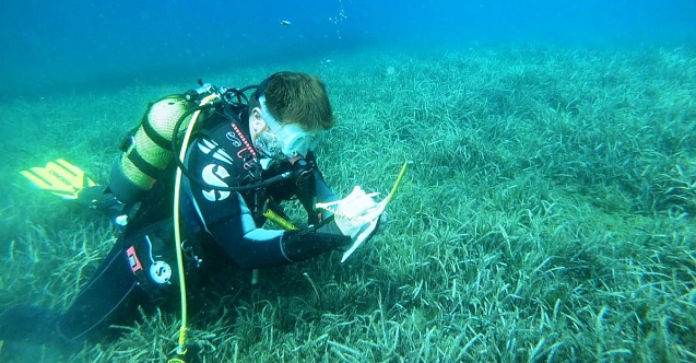 Marmara Denizi’nde, “Denizlerin Geleceği: Deniz Çayırları” projesi
