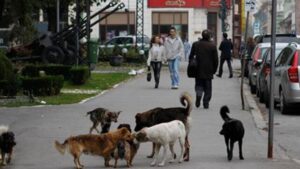 Prof. Dr. Nevzat Tarhan: “Kültürümüzde başı boş hayvan yok!”