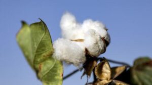Türkiye sürdürülebilir pamuk talebindeki küresel artışı avantaja çevirebilir mi?