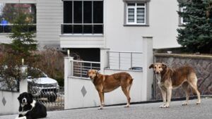 Sokak köpekleri kamuoyu araştırması