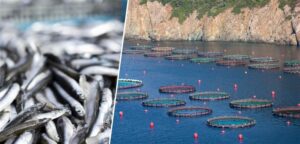 Su ürünlerinde cumhuriyet tarihinin rekoru kırıldı