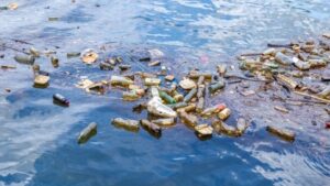 Büyük pasifik çöp alanında plastik yiyen mantara rastlandı!