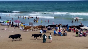 Şile sahilinde insanlar arasında atların ardından büyükbaş ve küçükbaş hayvanlar