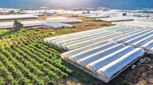 Türkiye’de Tarımsal üretimde jeotermal seracılığına ilgi giderek artıyor