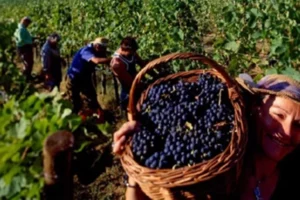 Dünyanın önemli gastronomi duraklarından Urla’nın 2 bin 600 yıllık Geleneksel Bağbozumu Şenliği