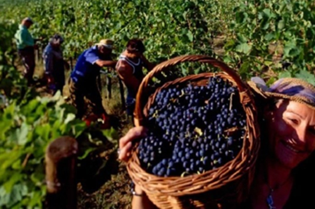Dünyanın önemli gastronomi duraklarından Urla’nın 2 bin 600 yıllık Geleneksel Bağbozumu Şenliği