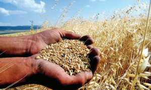 Çiftçi, 2024’te yine zarar yazdı!