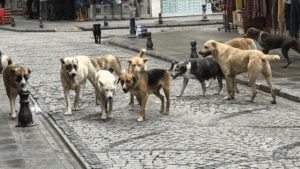 Cumhurbaşkanı Erdoğan’dan belediyelere “başıboş köpek” uyarısı: Görevinizi yapın