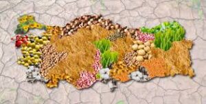 Hazine ve Maliye Bakanı Mehmet Şimşek, “Tarım ürünleri noktasında net ihracatçı konumdayız”