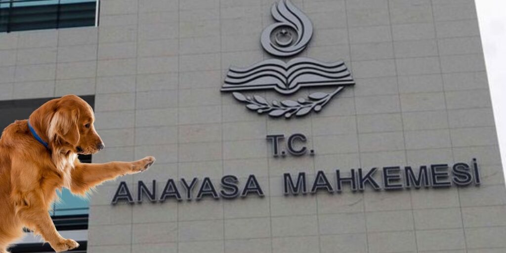 CHP’den Hayvanları Koruma Kanunu’na Alternatif Teklif: “Yaşam Hakkı İçin Direneceğiz”…