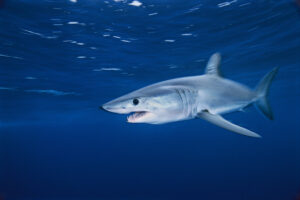 WWF-Türkiye: “Köpek Balığı Yaşayan Deniz Sağlıklı Denizdir!”