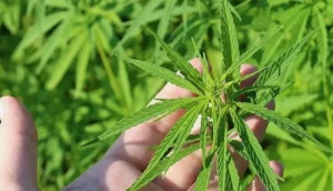 Gazeteci Abdurrahman Dilipak: “İlin İsmi Afyon Diye Herkes Afyon mu Kullanıyor?”