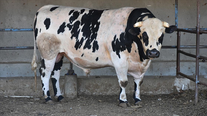Gazeteci Fatima Çelik, İstanbul’da kurban pazarı: ‘Büyükbaş hayvan, kasaptan ucuza geliyor’