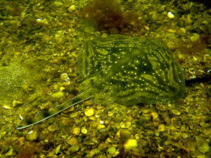 Marmara’da köpek balıkları ve vatozlar yeni yaşam alanları arıyor!