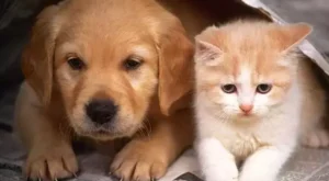 İnternet aramalarında kediler, köpekleri geride bırakıyor