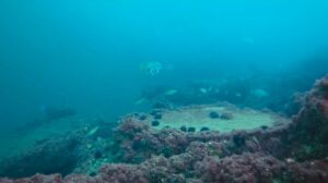 İzmit Körfezi’nde muhteşem görüntüler; Başkan Büyükakın paylaştı