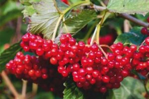 Türk tarımında son yılların en dikkat çeken ve en çok kazandıran ürünlerinden biri gilaburu…