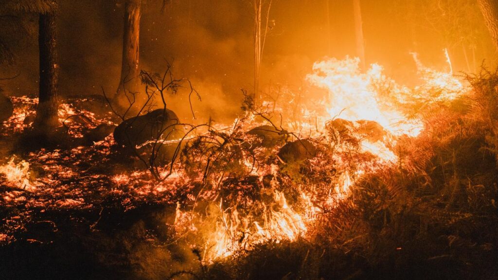 Avrupa Birliği (AB) ülkelerinde 2025’te yanan orman alanı 1 milyon 34 bin hektara ulaşarak kayıtlardaki en büyük kayıp oldu.