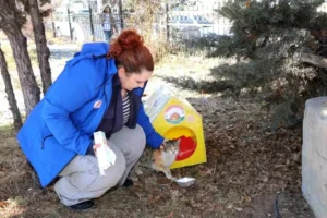 Erzurum’da sokak kedileri unutulmadı!
