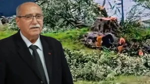 Filistin’de İsrail’in yaptığı gibi CHP’li Milas İlçe Başkanı Ahmet Kılbey’den iş makanasıyla Asırlık Ağaç Katlimı!